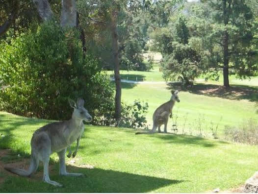 Commercial Golf Resort Albury Exteriör bild